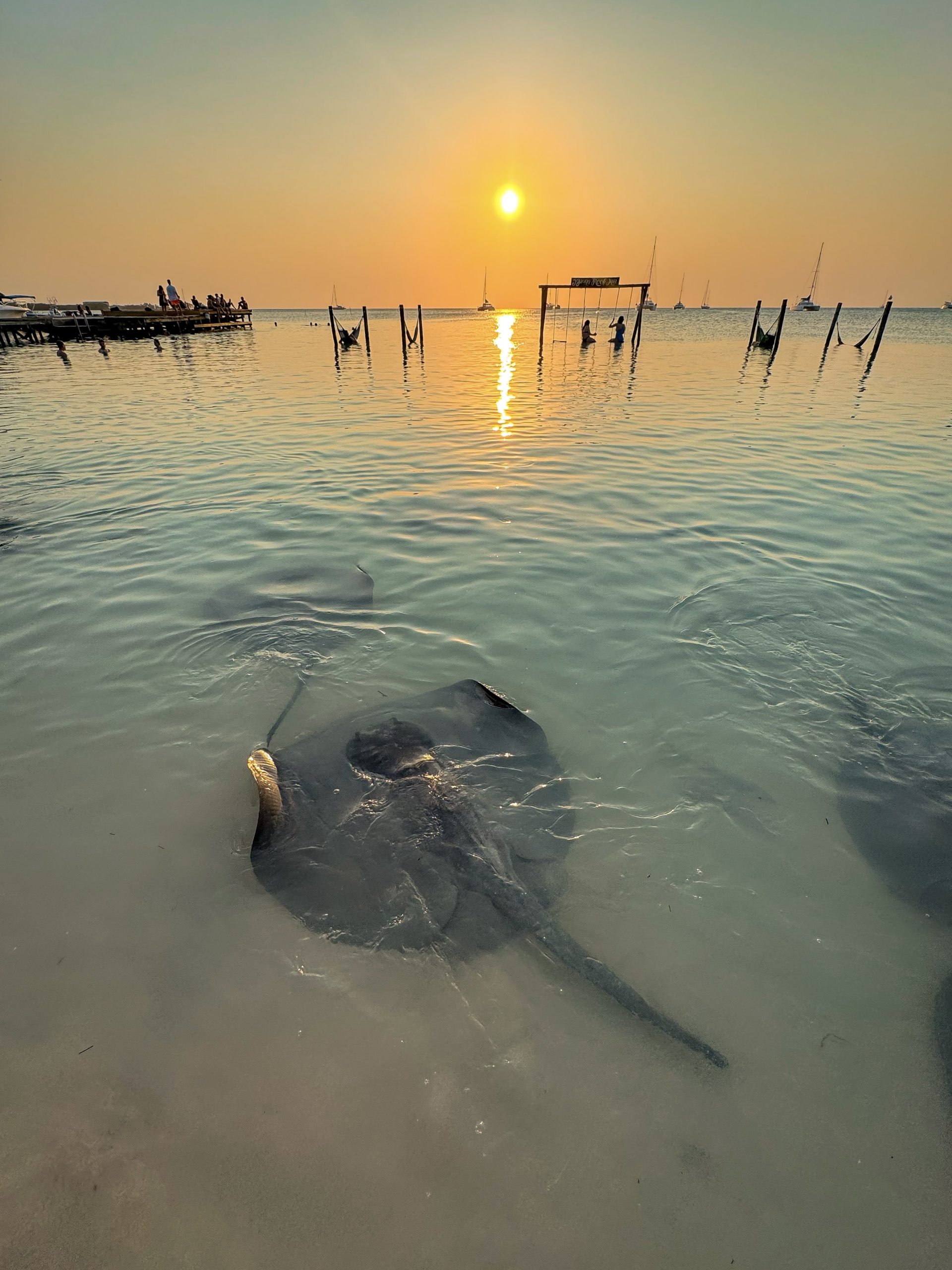 Sting Rays feeding Caye Caulker must to